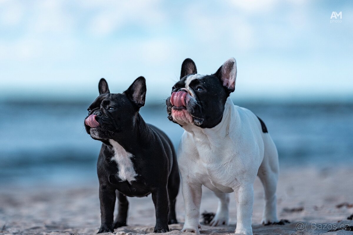 Francouzský buldoček s PP ( FCI ) - 3