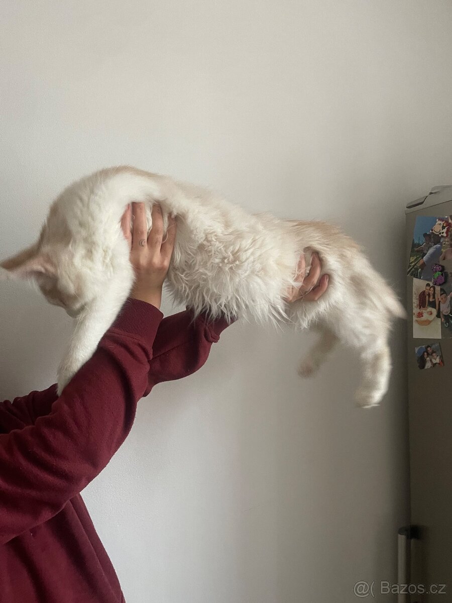 Mainský mývalí kocour - 3