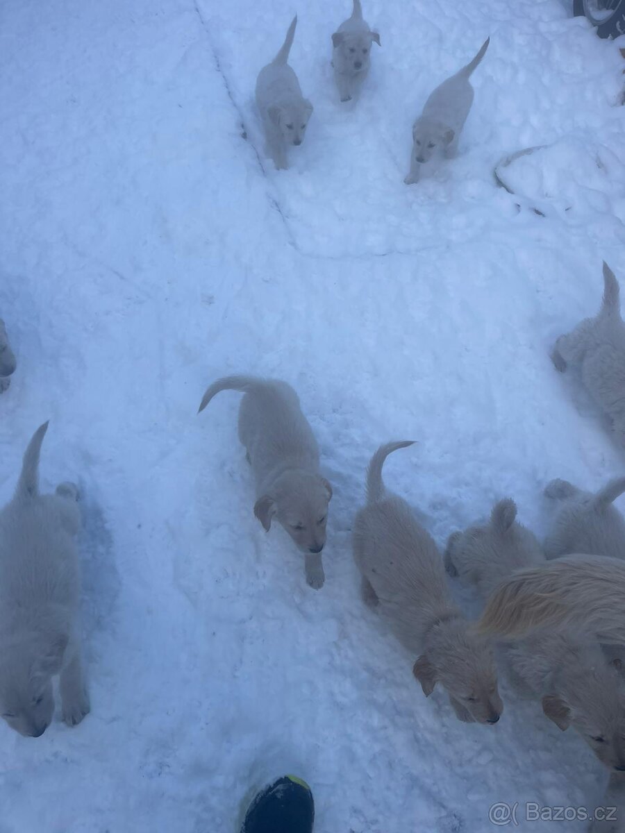 Zlatý retrívr štěňátka - 3