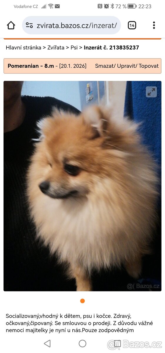 Pomeranian - 3