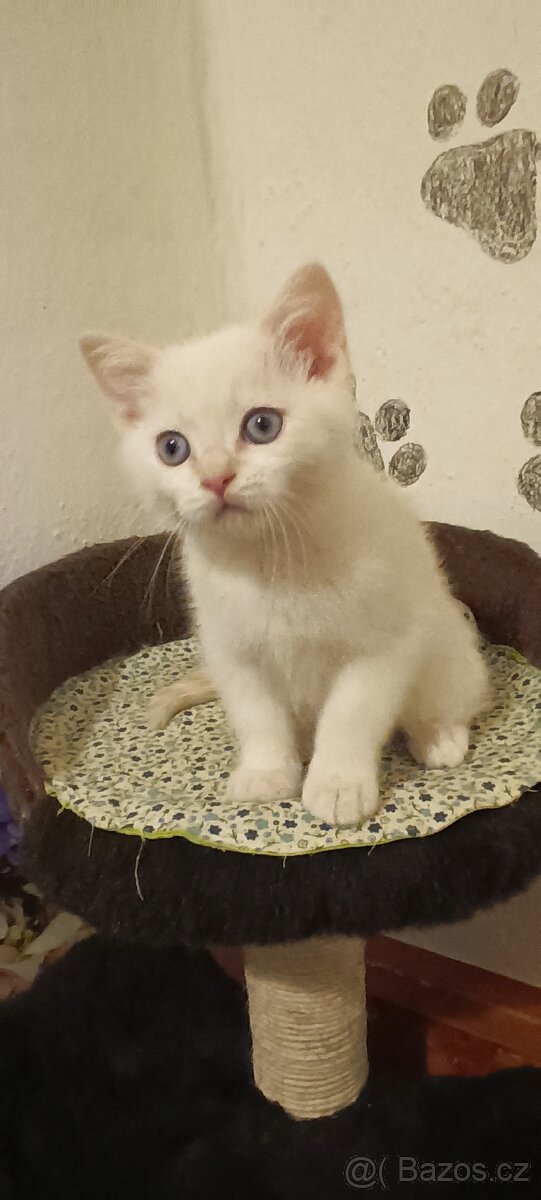 Britská koťátka bez PP - 3
