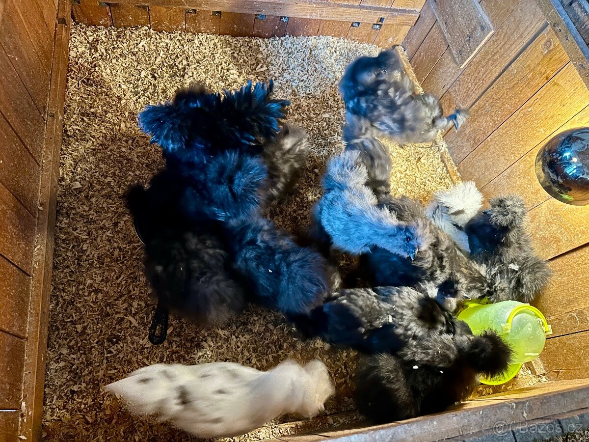 Hedvábničky slepice/kohouti/kuřata - 3