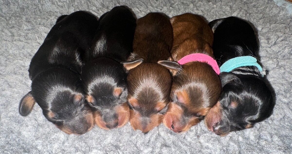 Jezevčík dlouhosrstý trpasličí/králičí s PP - 3