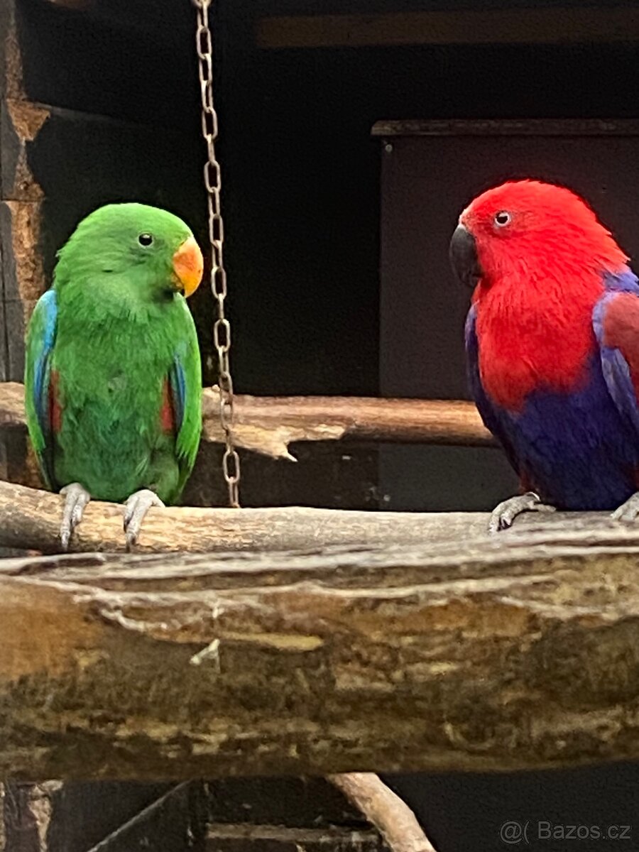 Eklektus různobarevný 1,0 - 3