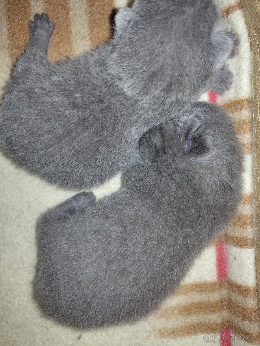 Britská modrá koťátka - 3