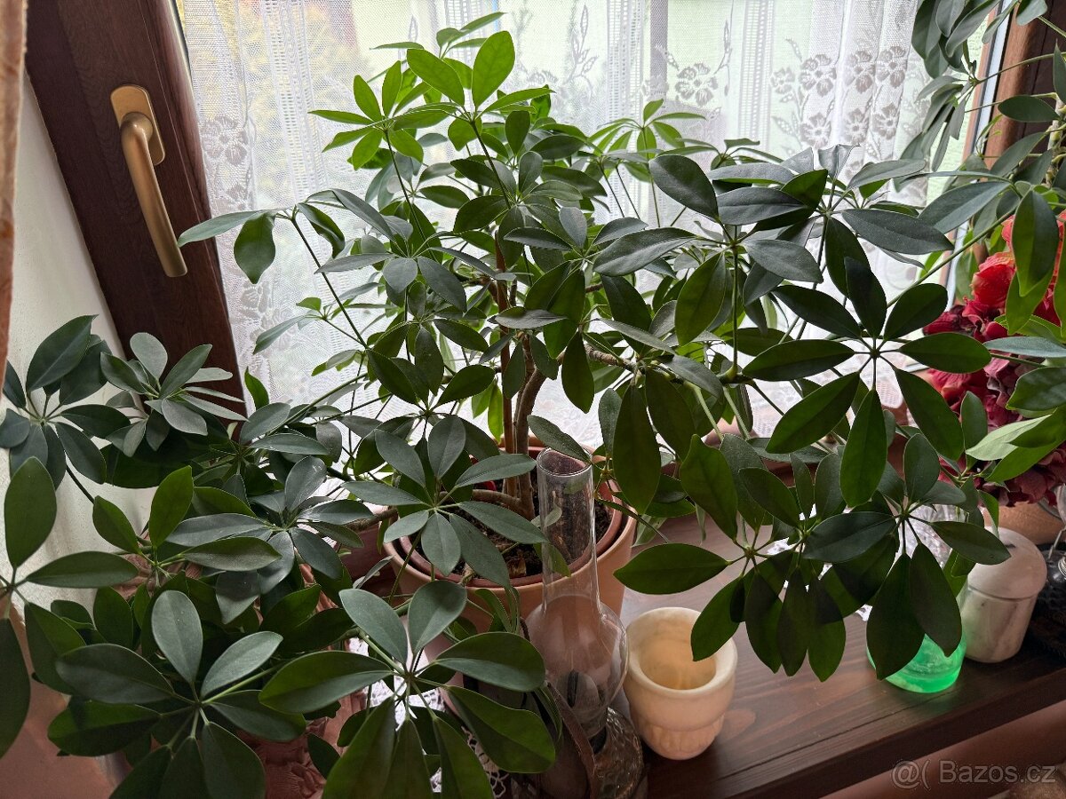 Scheflera rozvětvená - 3