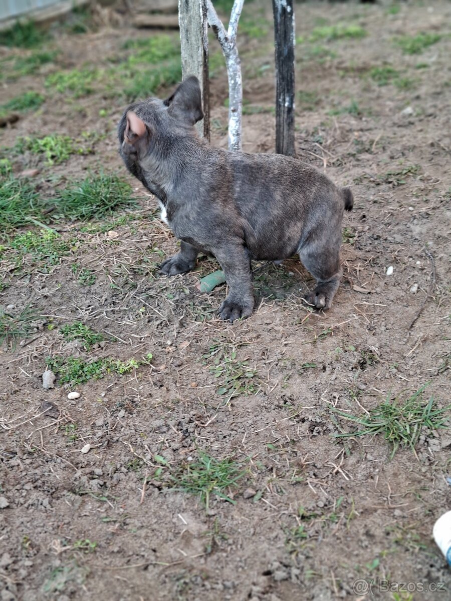 Francouzský buldoček modrej - 3