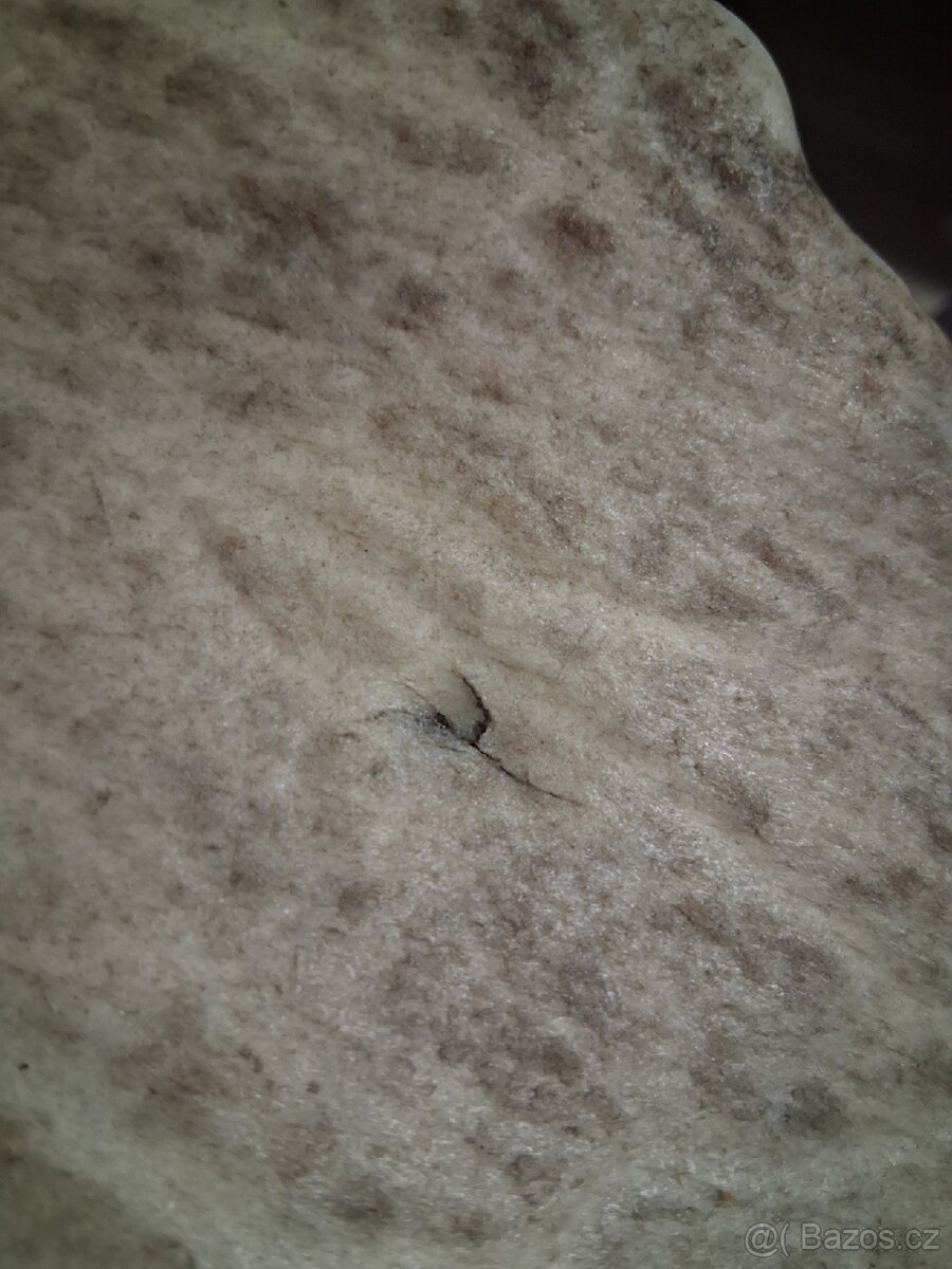 Shozené parohy - Daněk skvrnitý - 3