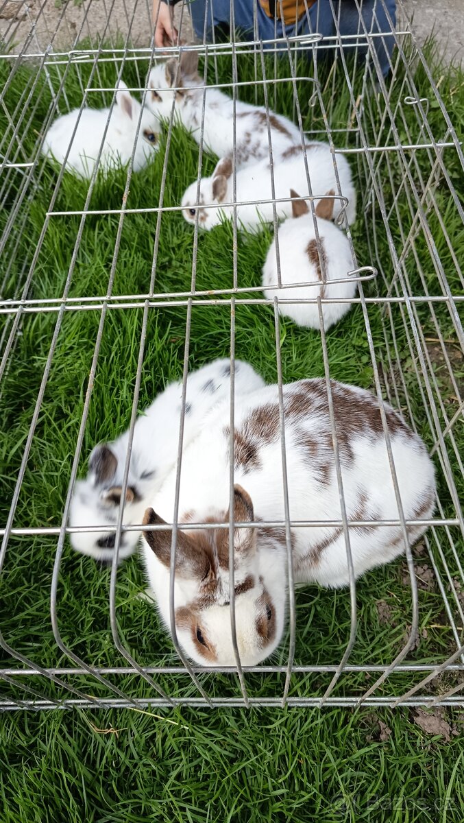 Zakrslý králík - 3