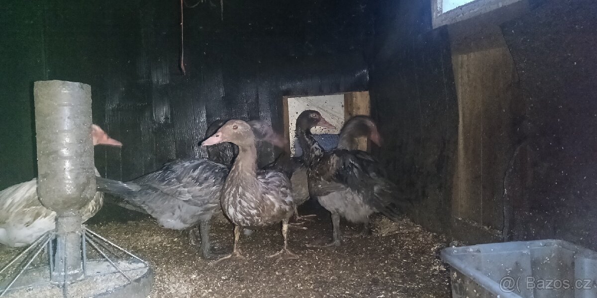 Kachna pižmová - 3