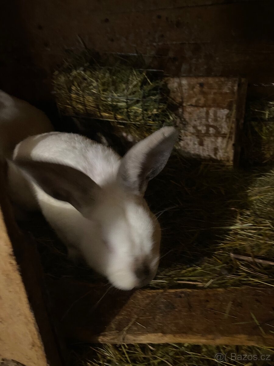 Kalifornský králík - 3