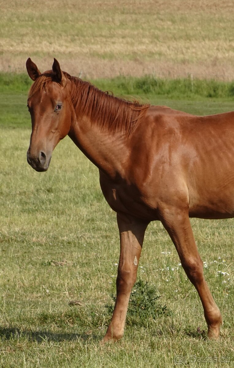 Prodám hřebce Kůň Kinský, - 3