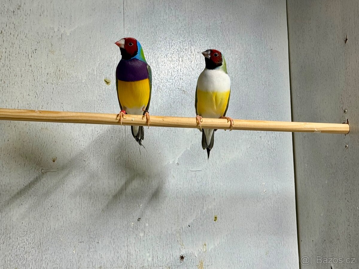 Prodám Amadina Gouldové - 3