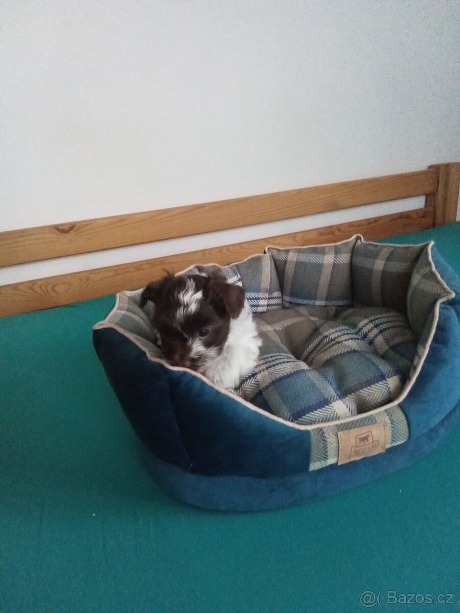 Jorkšírský teriér - 3