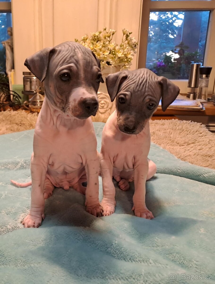 Americký bezsrstý teriér - 3