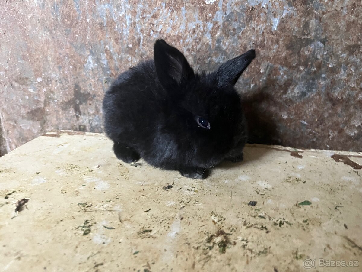 Zakrslý králíček - 3