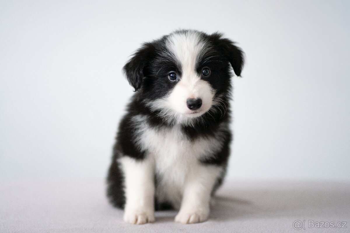 Border kolie s PP - 3