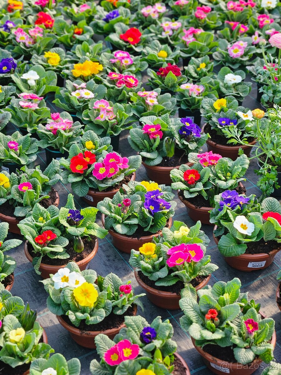 Jarní květiny, rostliny - 3