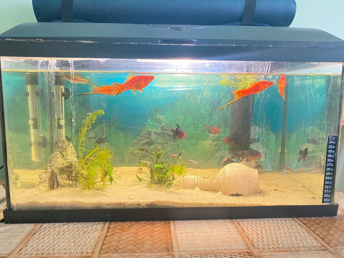 Akvarijní ryby komplet - 3