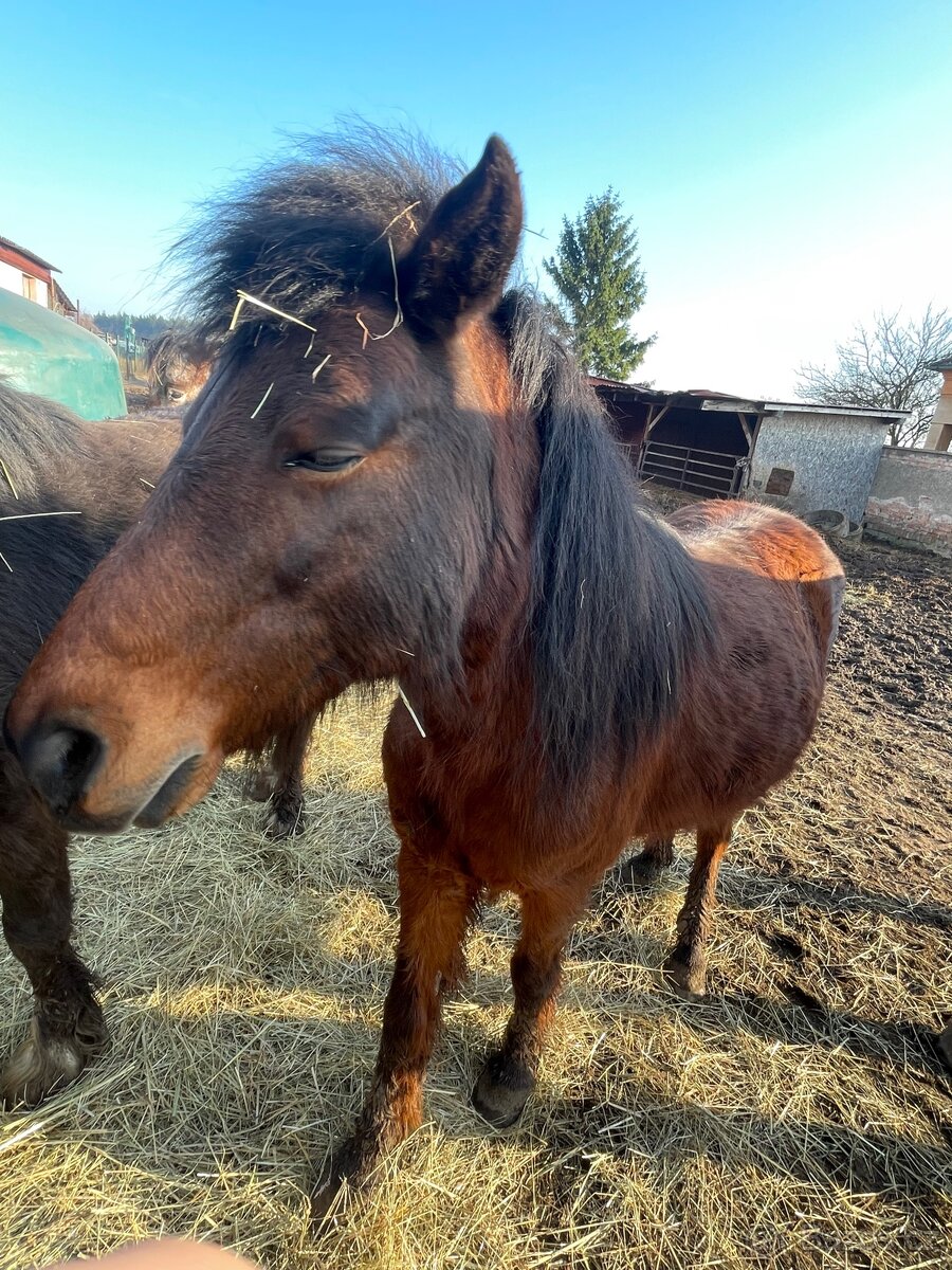 Poníci na prodej - 3