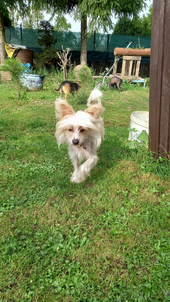 Čínský chocholatý pes ke krytí - 3