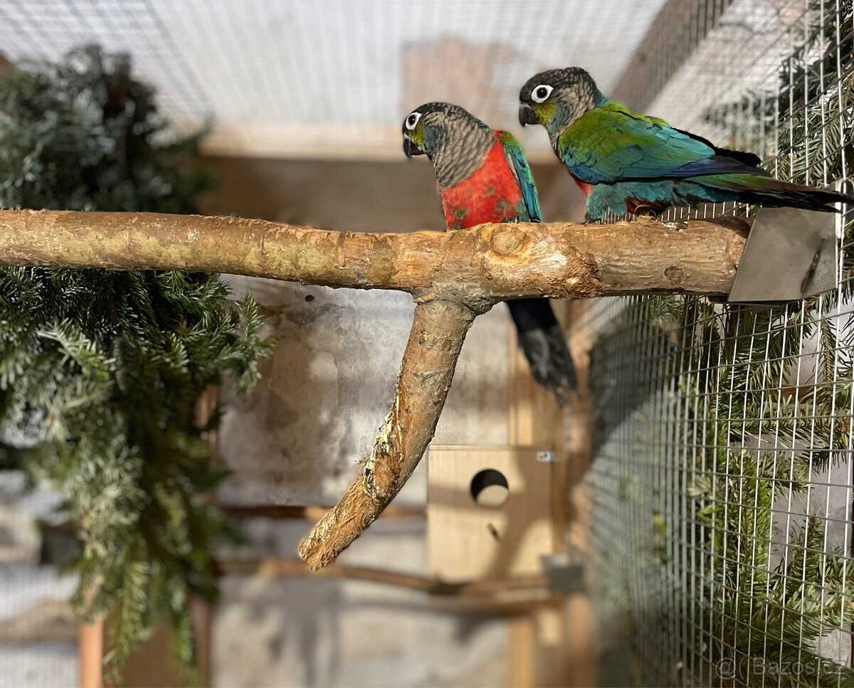 Pár Pyrur Červenobřichých - 3