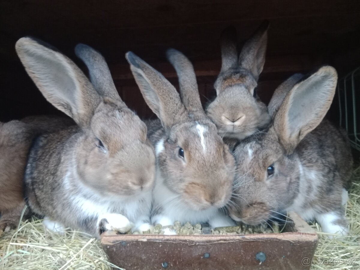 PRODÁM MLADÉ KRÁLÍKY - 3
