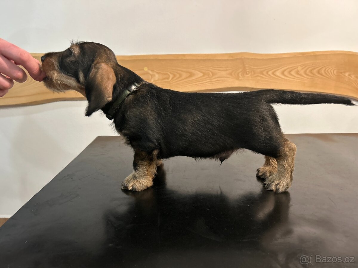 Jezevčík standard drsnosrstý s PP - 3