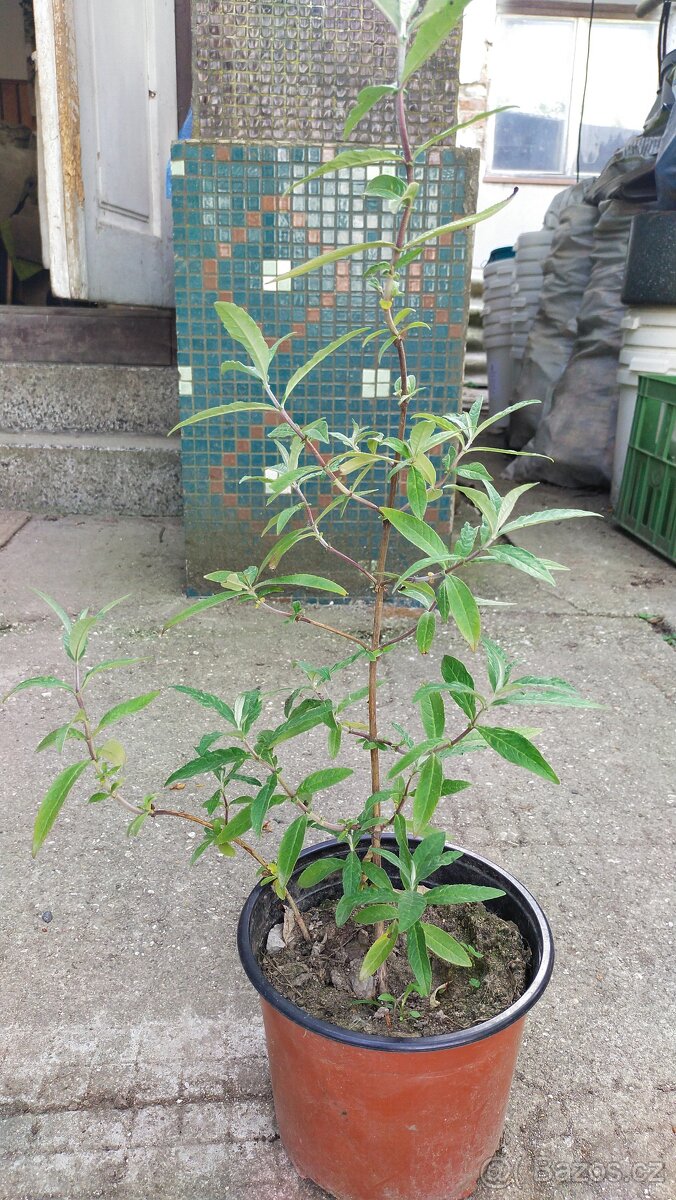 Nabízím odkopy trvalek - 3