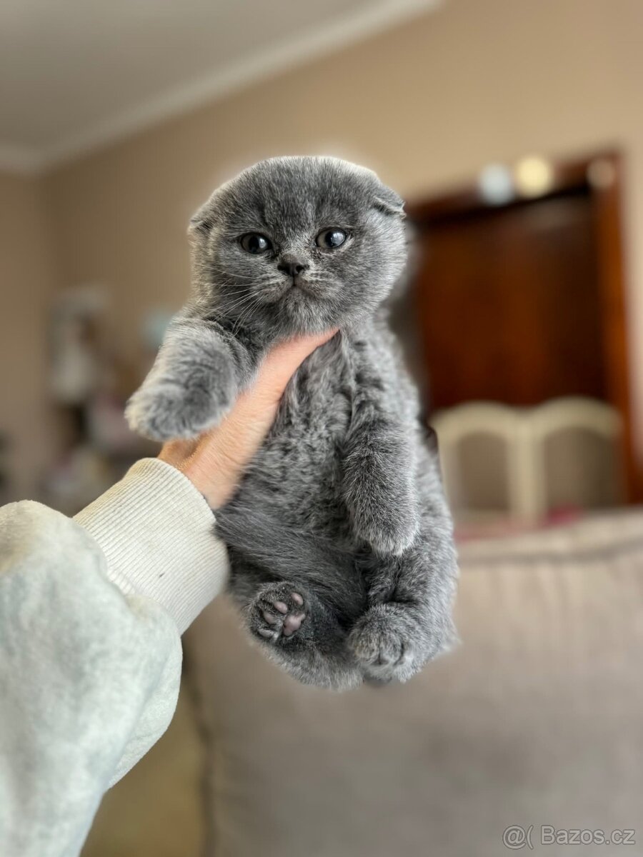🐾 Skotští koťátka Scottish Fold - 3