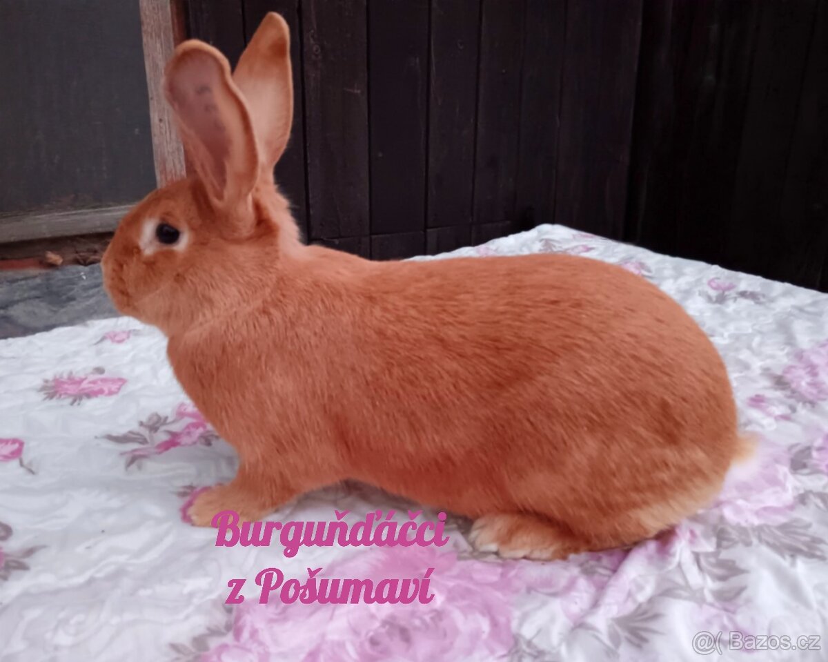 BURGUNDSKÝ králík s PP - SAMEČCI A SAMIČKY ⭐️⭐️⭐️ - 3