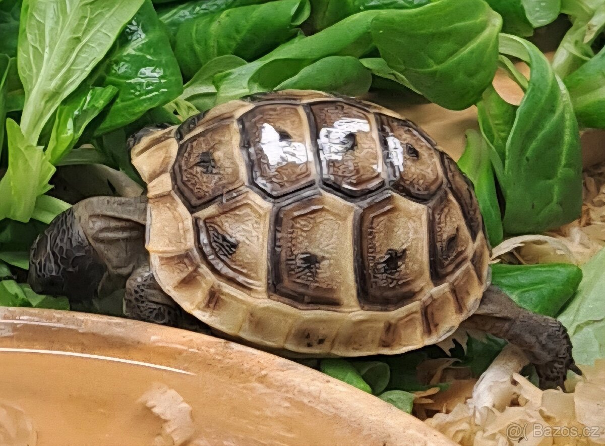 Suchozemské želvy zelenavé a žlutohnědé - 3