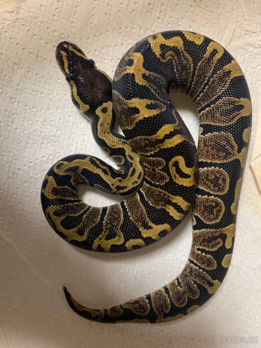 Krajta královská - 3