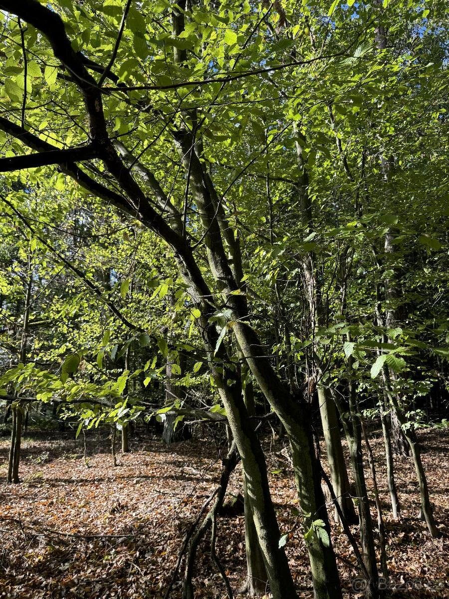 Prodám lesní pozemky v k.ú. Zvole u Zábřeha - 3