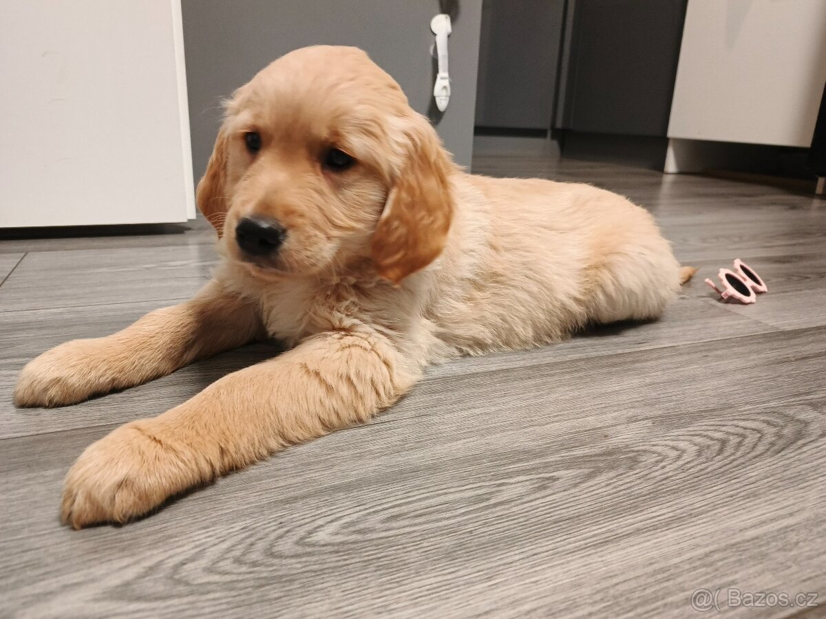 Zlatý Retrívr - 3