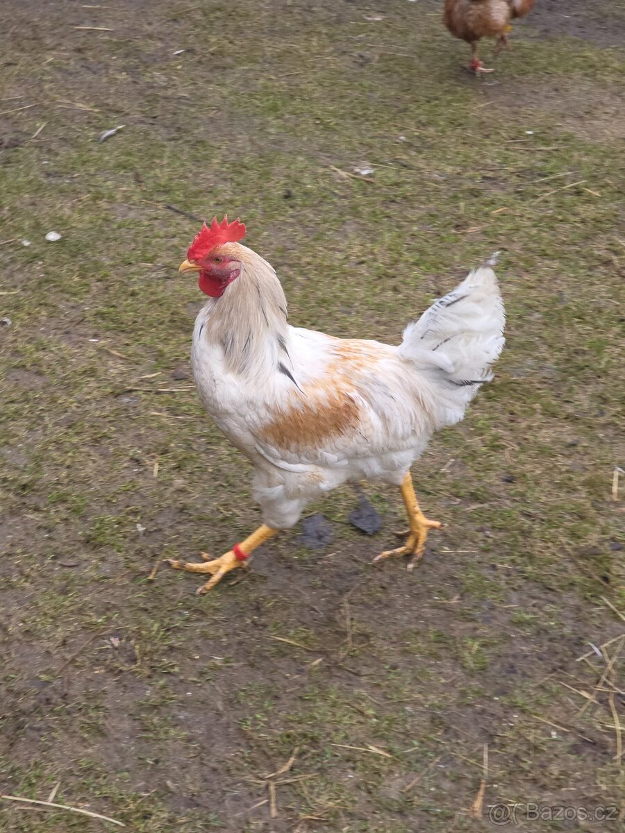 Kohout - 3