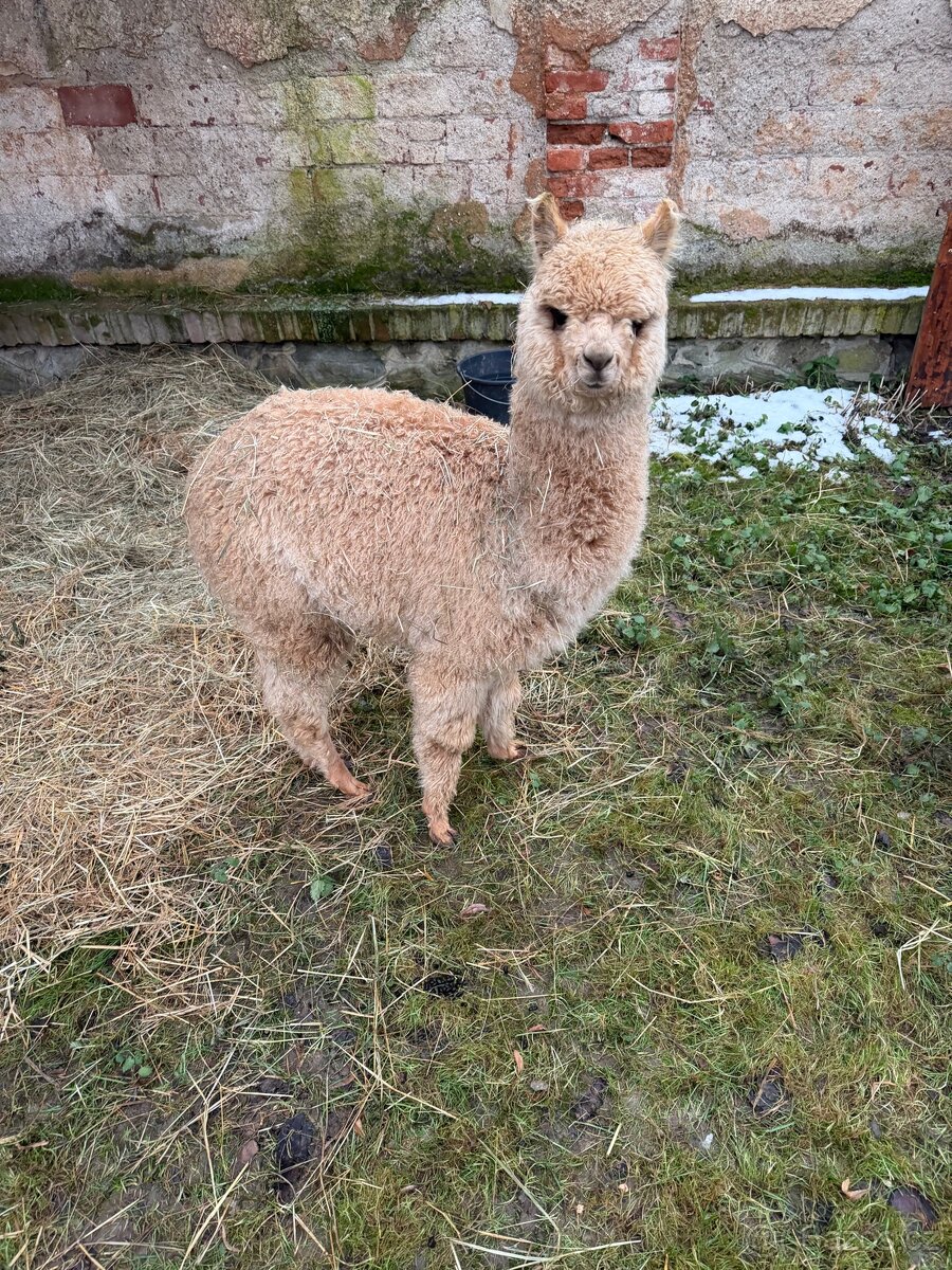 Lama Alpaka - Samice - 3