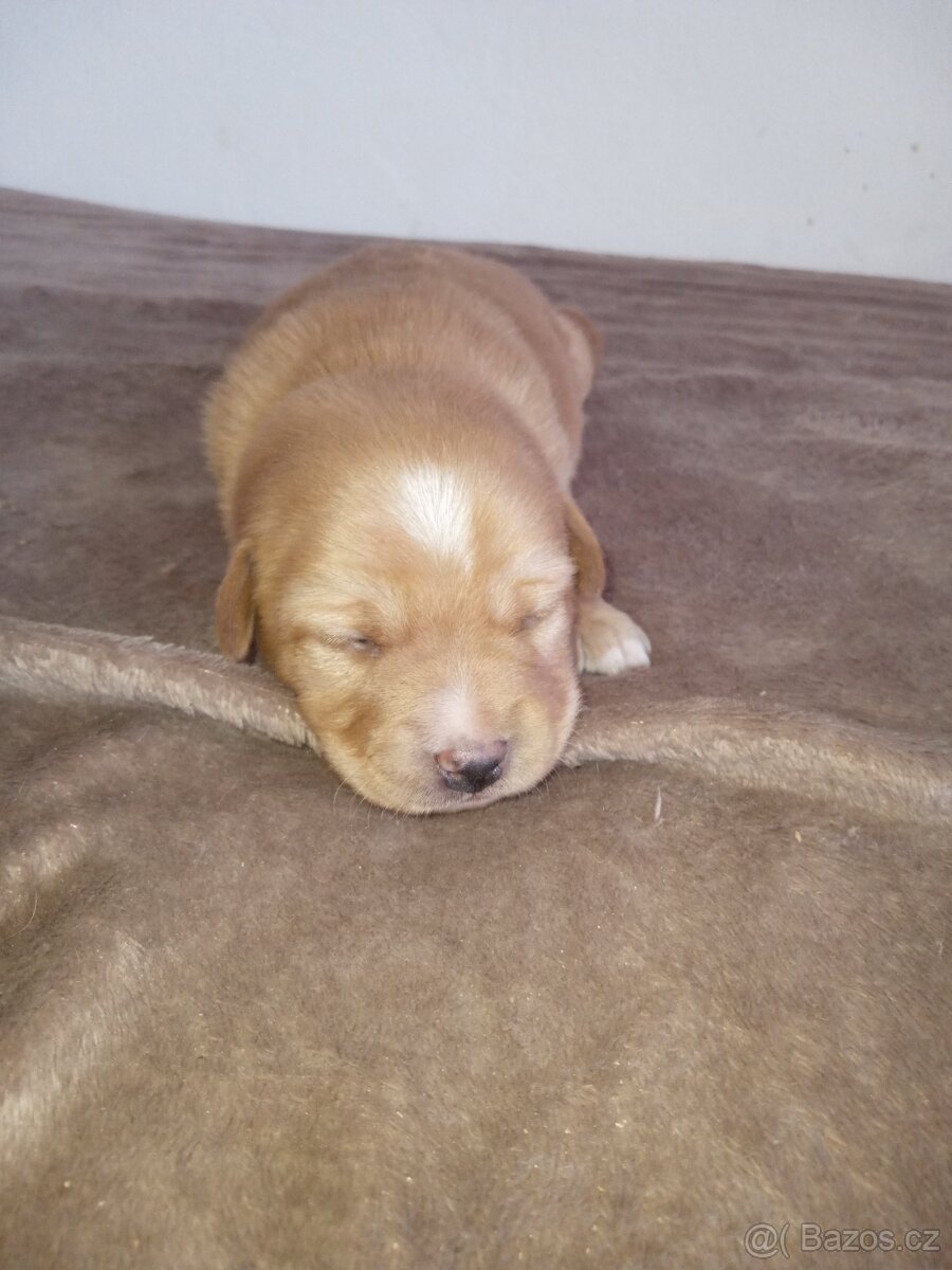 Štěňátko fena - 3