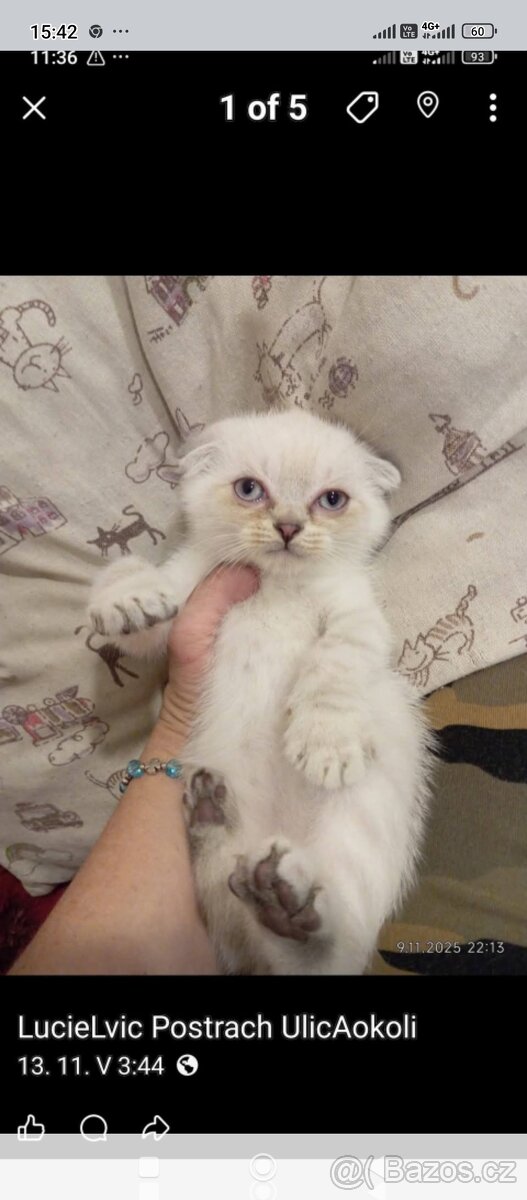 Krásný skotský klapouchý kocourek - 3