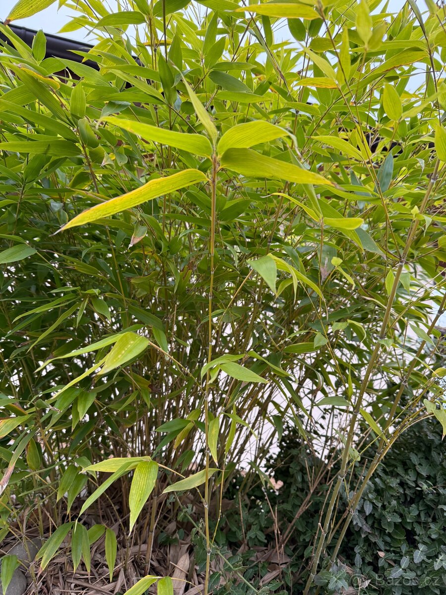 Bambus Fargesie - Semena - 3