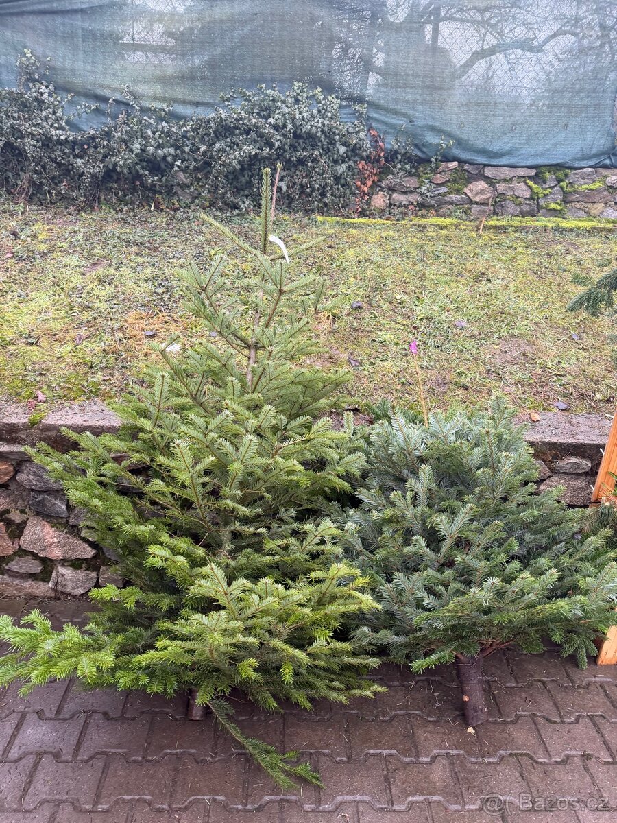 Vánoční stromky - 3
