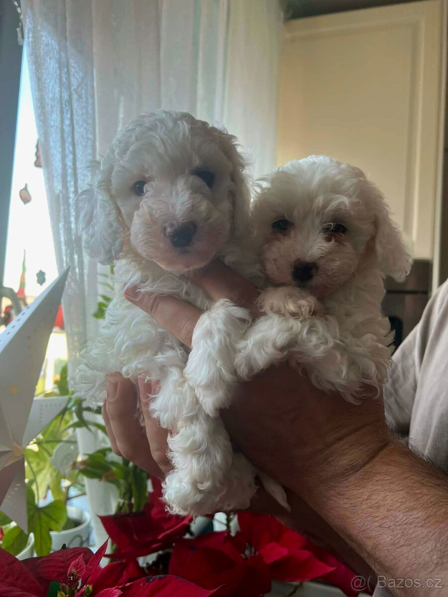 Štěně pudl trpasličí - 3