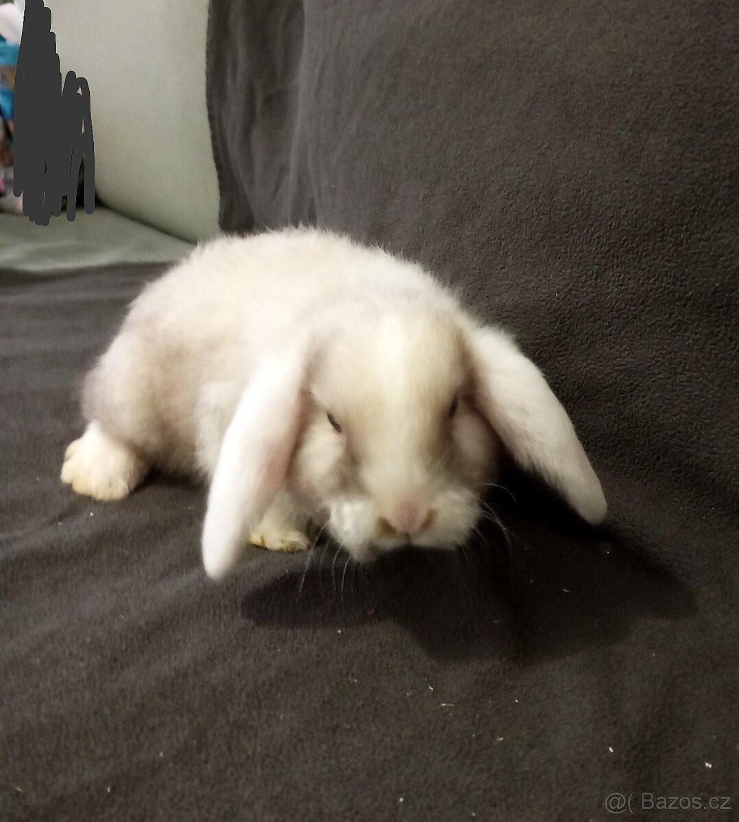 Zakrslý beránek králíček - 3