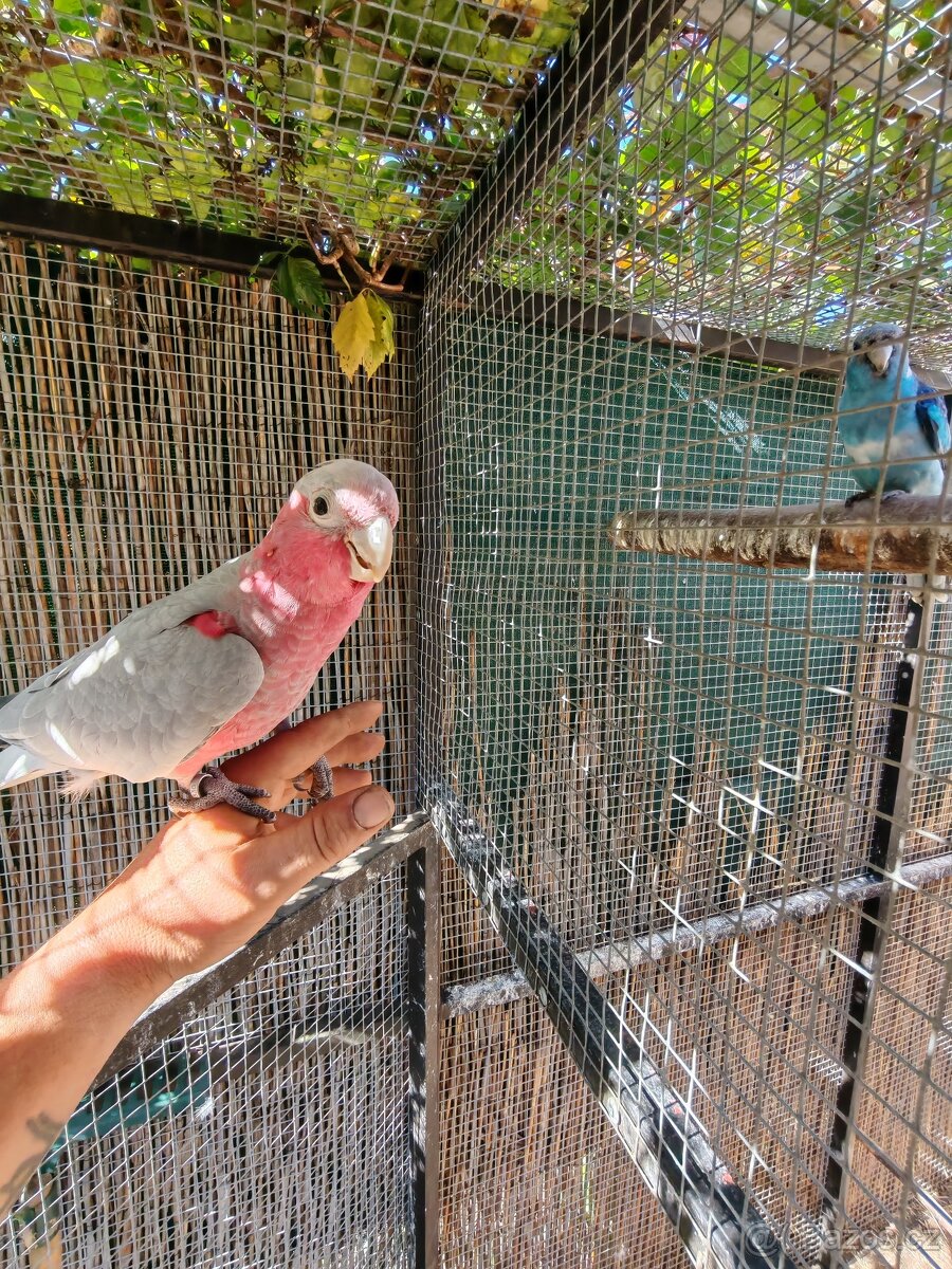 Kakadu růžový - 3