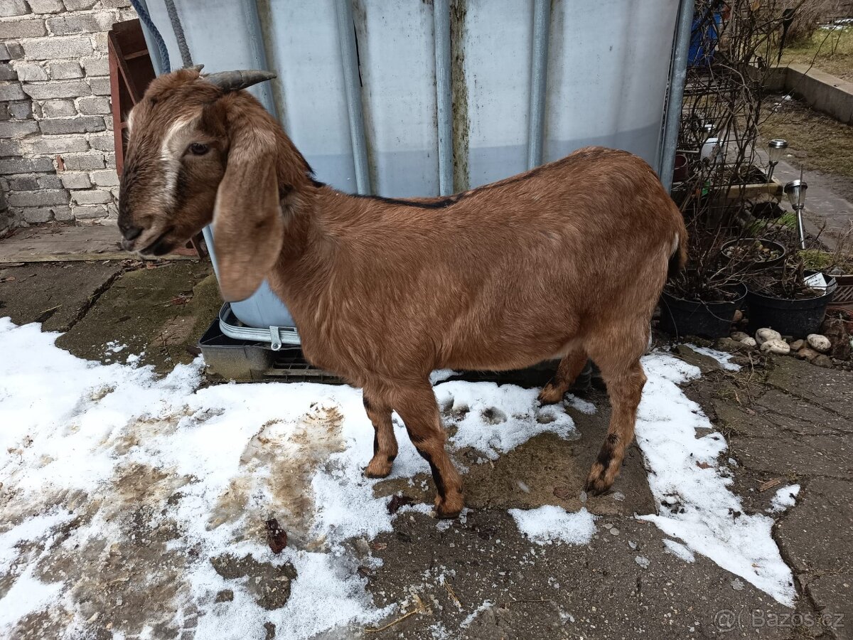 Vysoko podílové an. kozy - 3