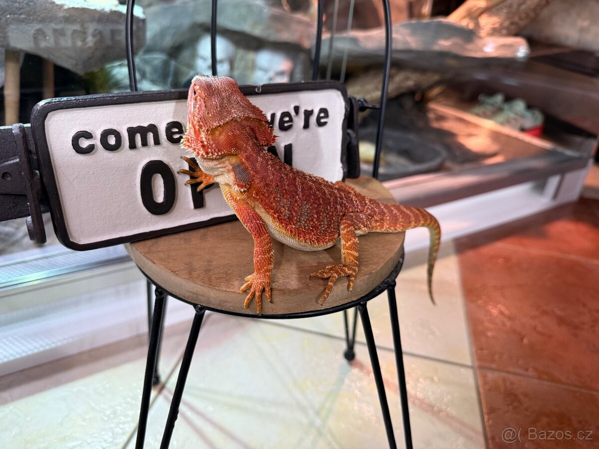 Agama vousatá SAMIČKA - 3