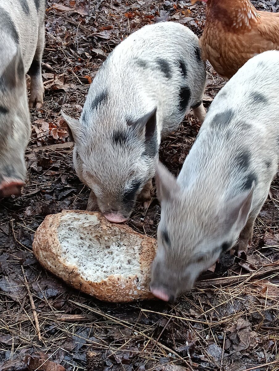 Gottingenská mini-prasátka - 3