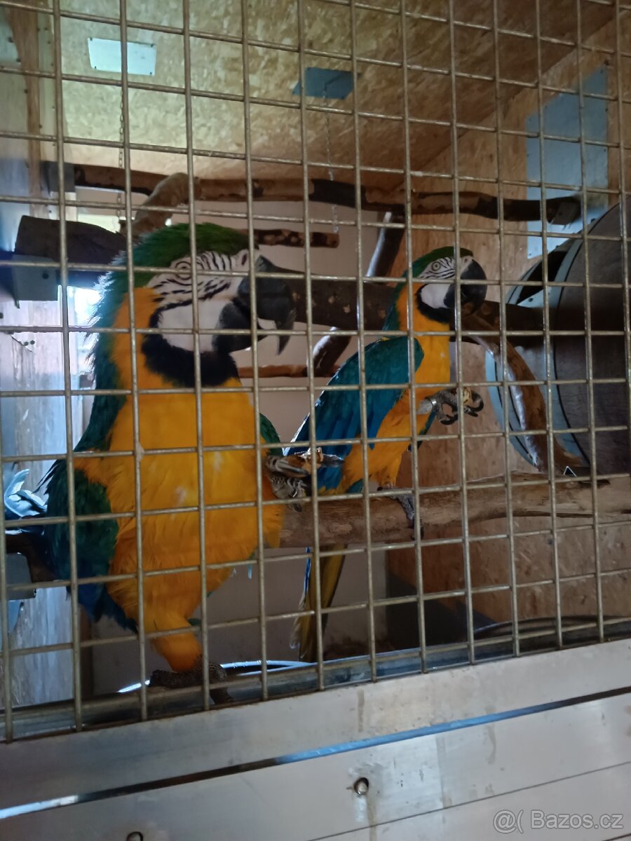 Ara Ararauna 1,1 REZERVOVÁNO - 3