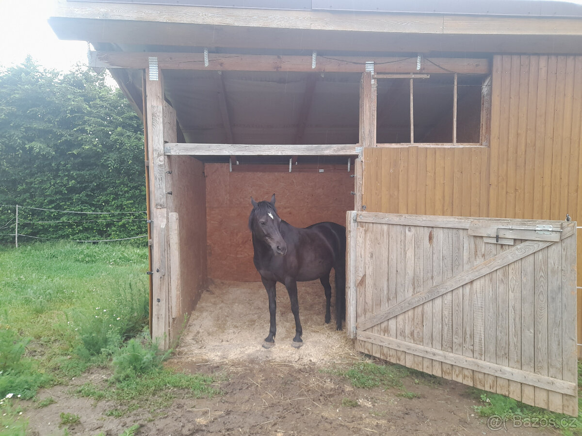 Nabízím ustájení - 3