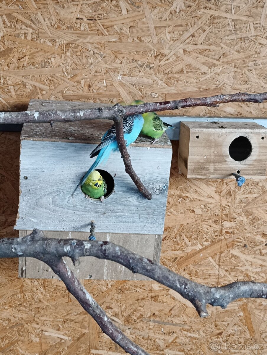 Prodám chovný pár andulek - 3